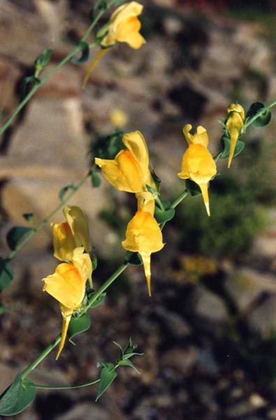 File:Linaria genistifolia ssp dalmatica 1.jpg