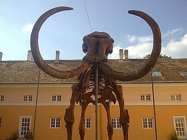 File:Mamut Kiki.jpg