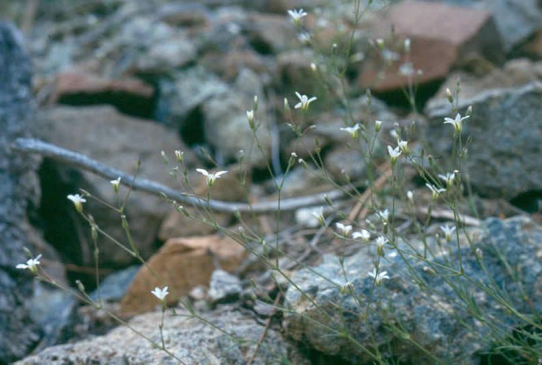 File:Minuartia stolonifera jknelson lg.jpg