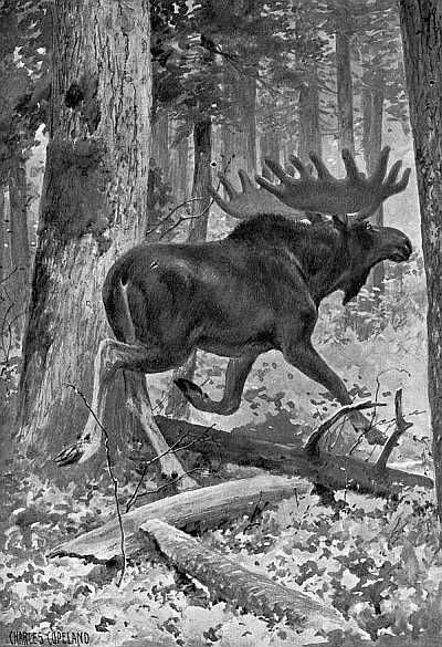 File:Moose, by Charles George Copeland.jpg