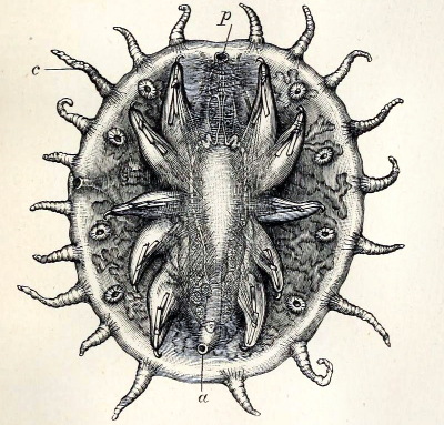 File:Myzostoma 001.png