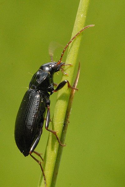 File:Nebria.brevicollis.-.lindsey.jpg