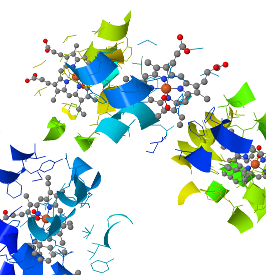 File:OxyHemoglobin active ste structure.png