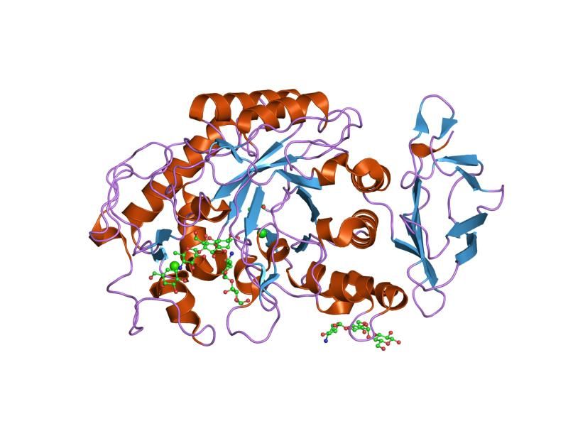 File:PDB 1mfv EBI.jpg