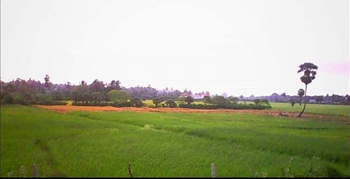 File:Pandarikulam Paddy Fields.jpg