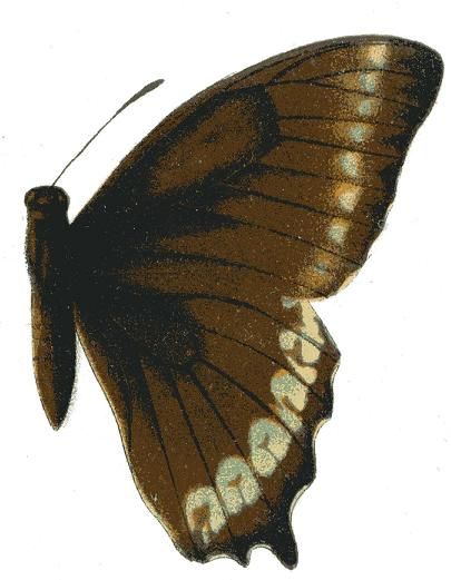 File:Papilio phorbanta.JPG