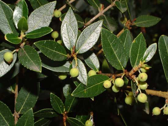 File:Phillyrea latifolia2.jpg