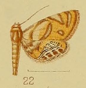 File:Pl.40-fig.22-Eoophyla capensis (Hampson, 1906) (syn.A.periopis).JPG