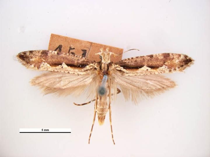 File:Rhigognostis annulatella.jpg