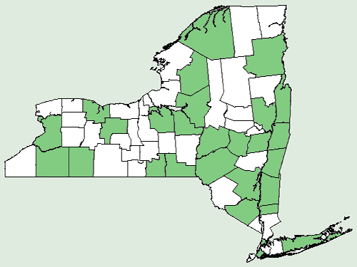 File:Rudbeckia hirta var pulcherrima NY-dist-map.png