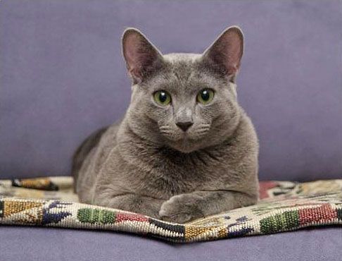 File:Russian blue cat.jpg