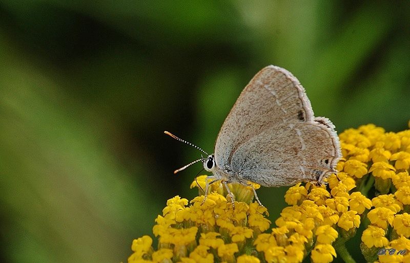 File:Satyrium abdominalis.jpg