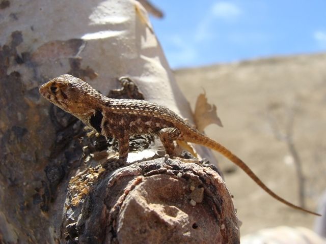 File:Sceloporus zosteromus.jpg