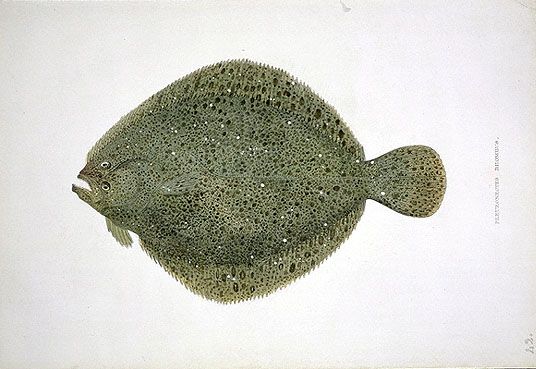 File:Scophthalmus rhombus.jpg