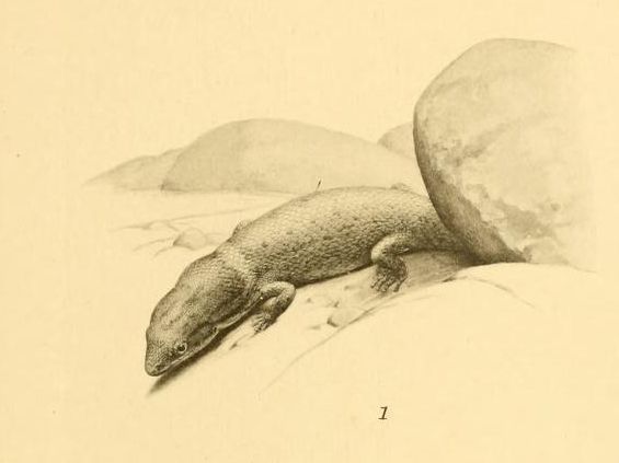 File:Sphaerodactylus gilvitorques 01-Barbour 1921.jpg