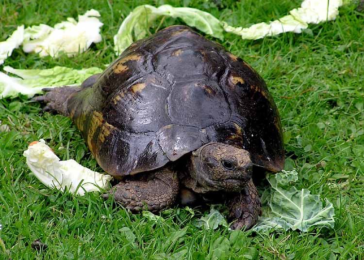 File:Tortoise.spur-thighed.arp.750pix.jpg