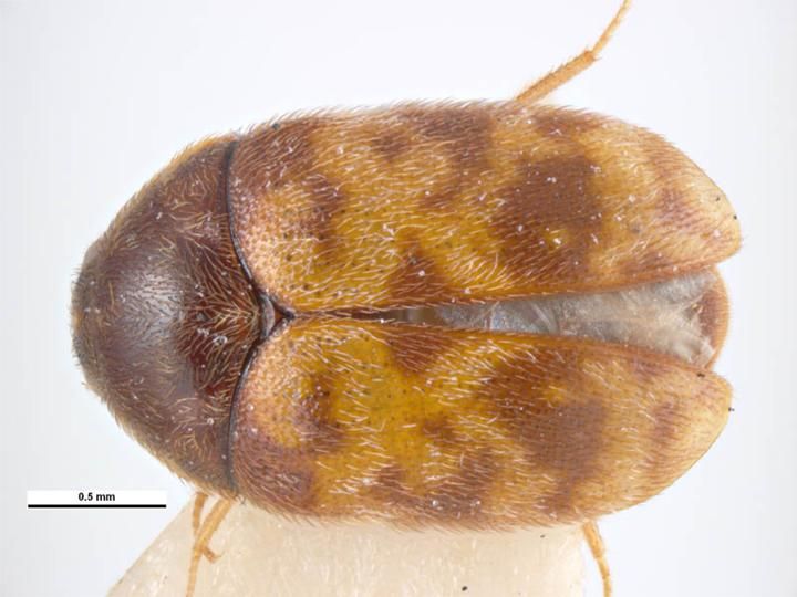 File:Trogoderma inclusum.jpg