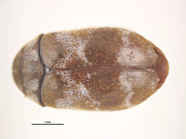 File:Trogoderma megatomoides.jpg