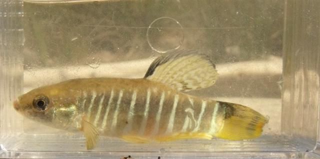 File:Aphanius fasciatus spawning male.jpg