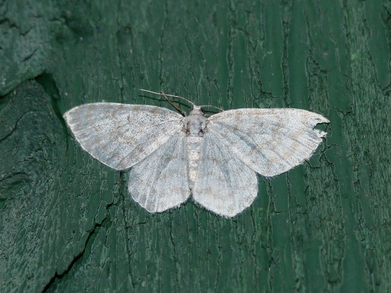 File:Asthena albulata1.jpg