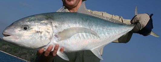 File:Bludger trevally Darwin.jpg