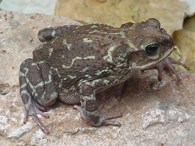 File:Bufo peltocephalus01.jpg