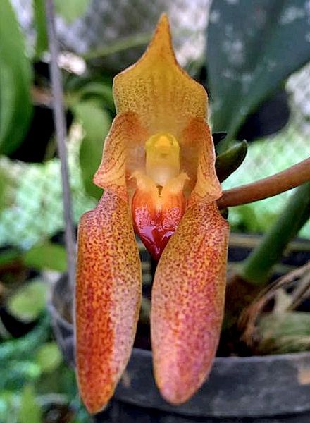 File:Bulbophyllum Cootesii Raabbustamante - cropped.jpg