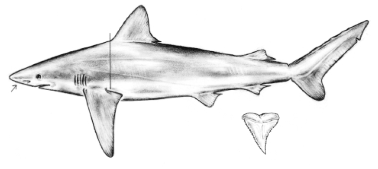 File:Carcharhinus altimus drawing.png