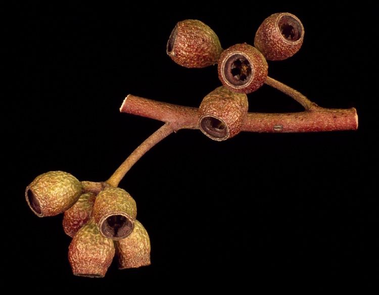 File:Eucalyptus delegatensis fruit.jpg