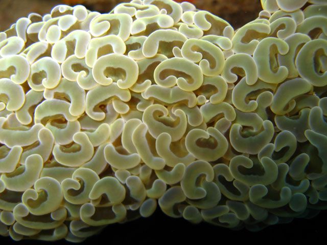 File:Euphyllia ancora3.jpg