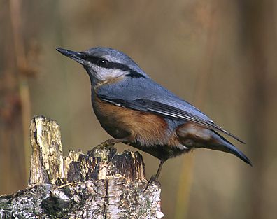 File:Eurasian Nuthatch (Sitta europaea) -modified.jpg