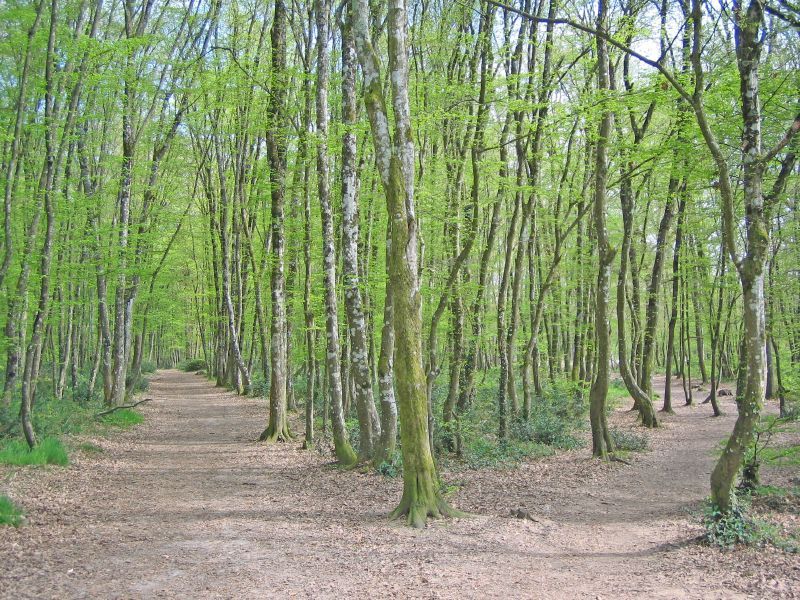 File:Forêt de Bouconne.jpg