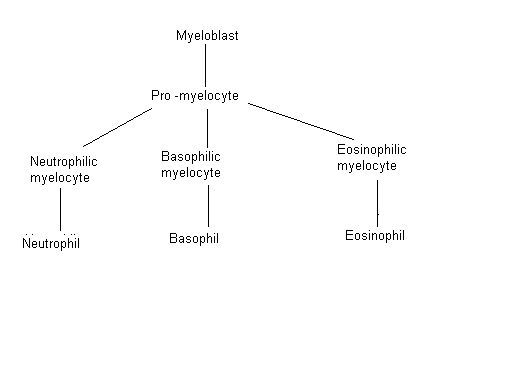 File:Granulopoiesis.jpg