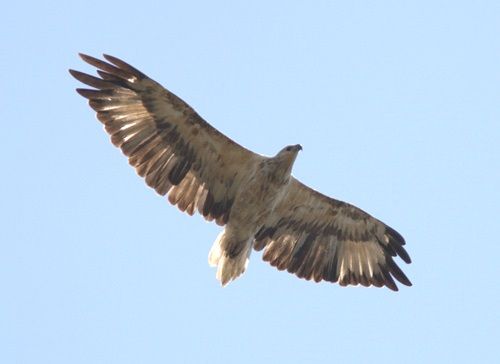 File:Haliaeetus leucogaster overhead imm.jpg