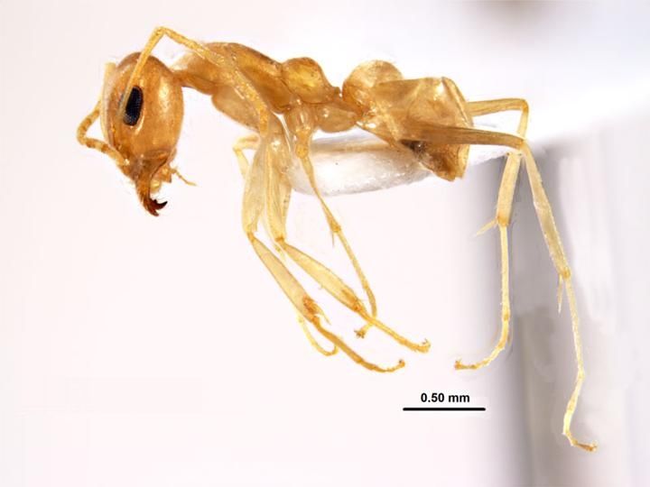 File:Iridomyrmex exsanguis.jpg