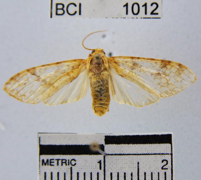 File:Lophocampa catenulata.JPG