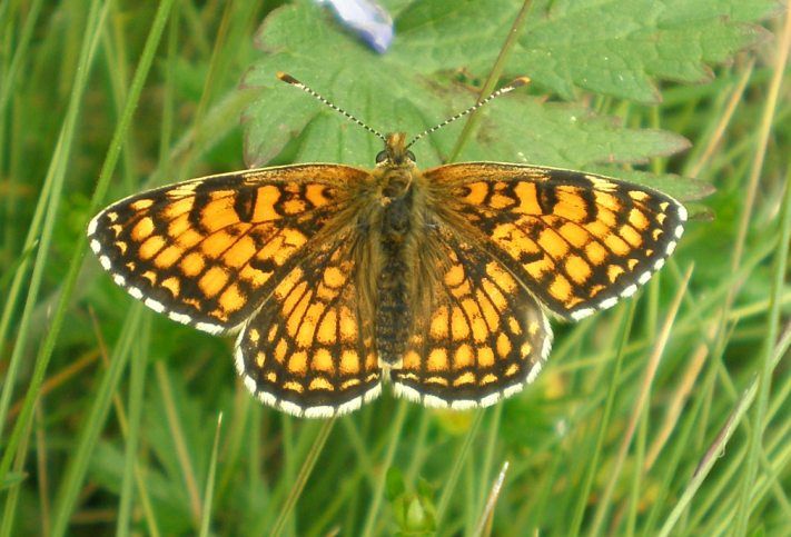 File:Melitaea parthenoides anvers.jpg