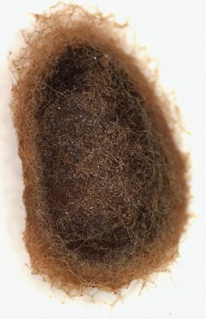 File:Pectinivalva minotaurus cocoon.jpg