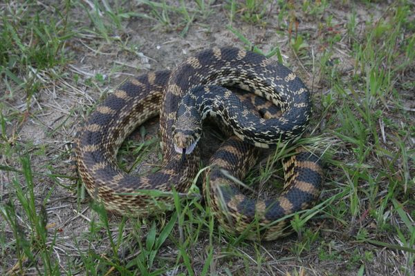 File:Pituophis catenifer sayi 003.jpg