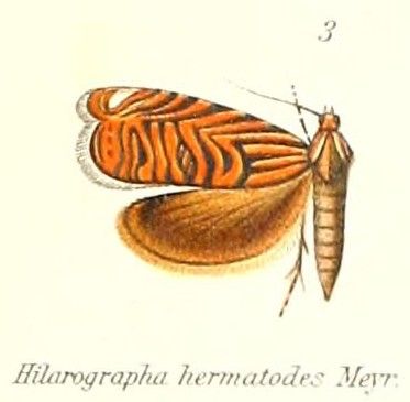 File:Pl.1-03-Hilarographa hermatodes Meyrick, 1909.jpg