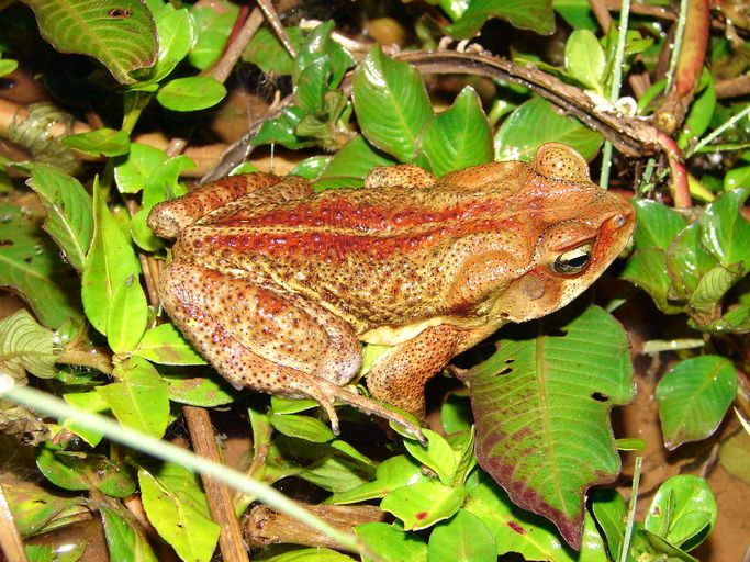 File:Rhinella ornata 02b.jpg