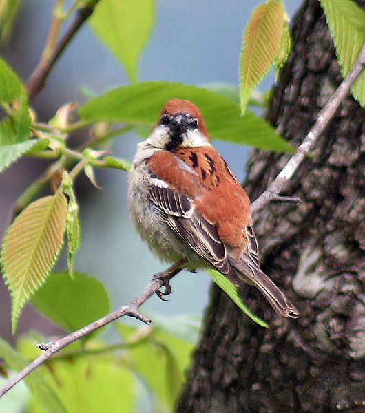 File:Russet Sparow (Male) I2 IMG 3258.jpg