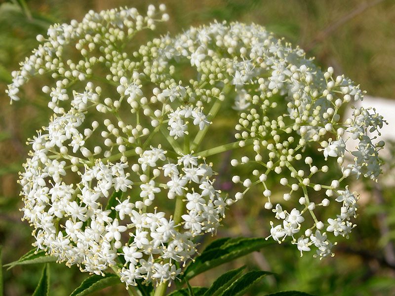 File:Sambucus canadensis W2 IMG 3144.jpg