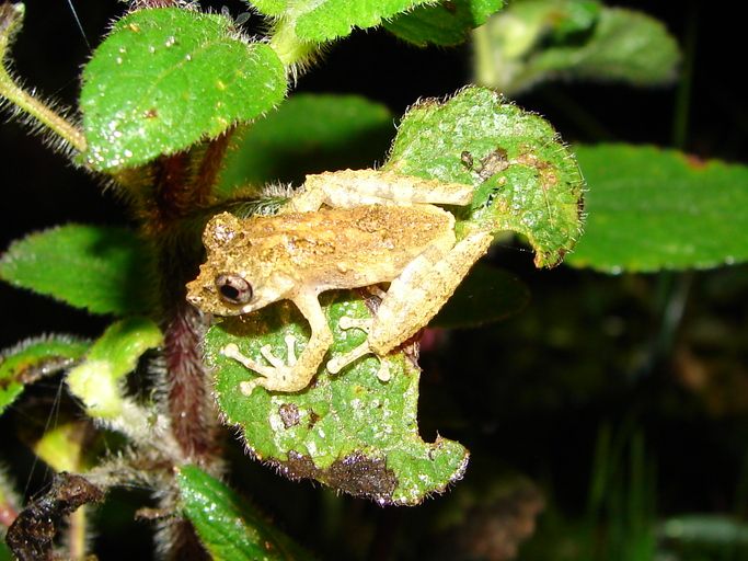 File:Scinax carnevallii01.jpeg