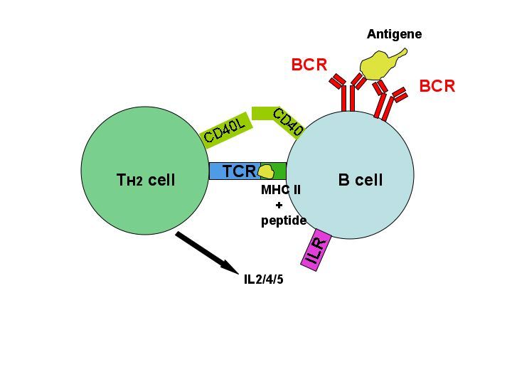 File:T-cell dependent b-cell act.jpg