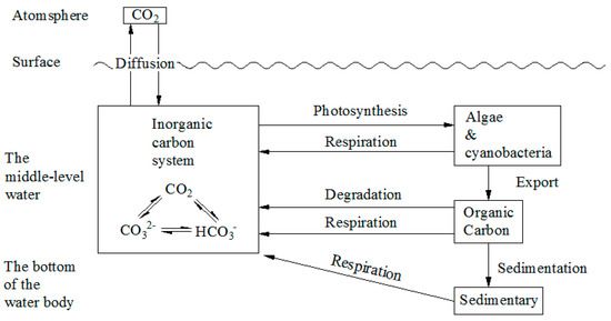 File:The carbonate cycle in the water environment.jpg