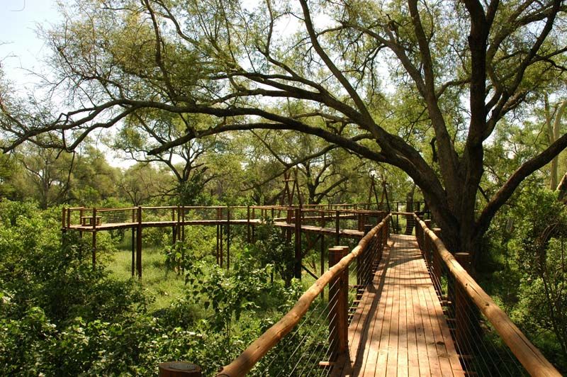 File:TreetopWalk.jpg