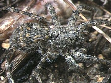 File:Wadicosa.okinawensis.female.1.-.tanikawa.jpg