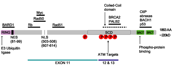 File:BRCA1partB.png