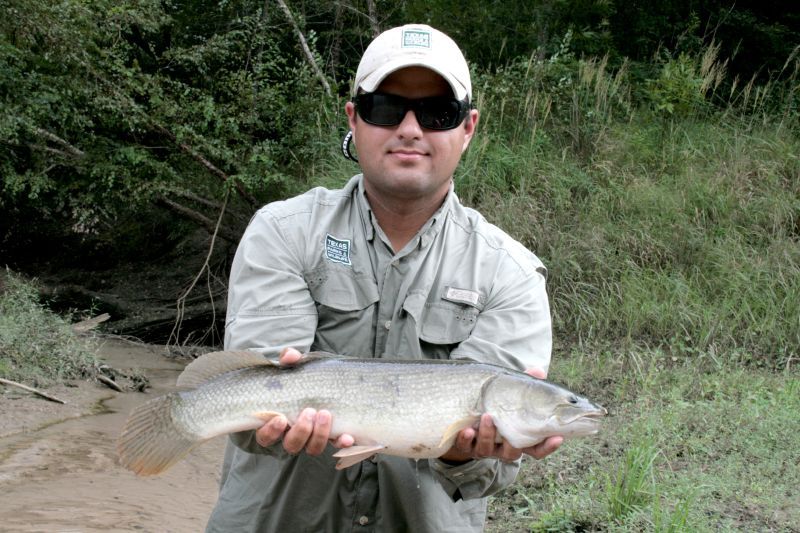 File:Bowfin (Amia calva) (4015394787).jpg